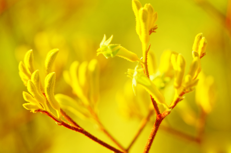 garden maintenance garden care
