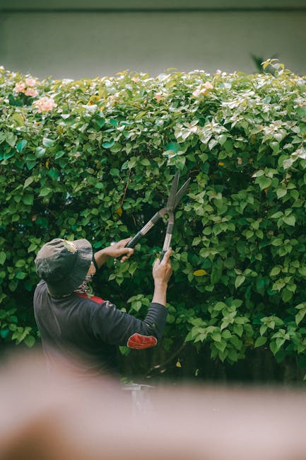 A gardener wearing a wide-brimmed hat and a dark jacket is trimming a tall, dense hedge of green foliage with long-handled pruning shears. The hedge has small, glossy leaves and pale pink flowers scattered throughout, indicating it may be a flowering shrub. The scene is set outdoors in natural light, with the trimmed sections of the hedge showing a clear, freshly cut edge, and the surrounding environment includes a pathway or lawn area partially visible at the bottom of the image. This precise hedge trimming work exemplifies professional garden maintenance, as performed by Gardeners Sutton, highlighting landscaping practices focused on neatness and plant health.