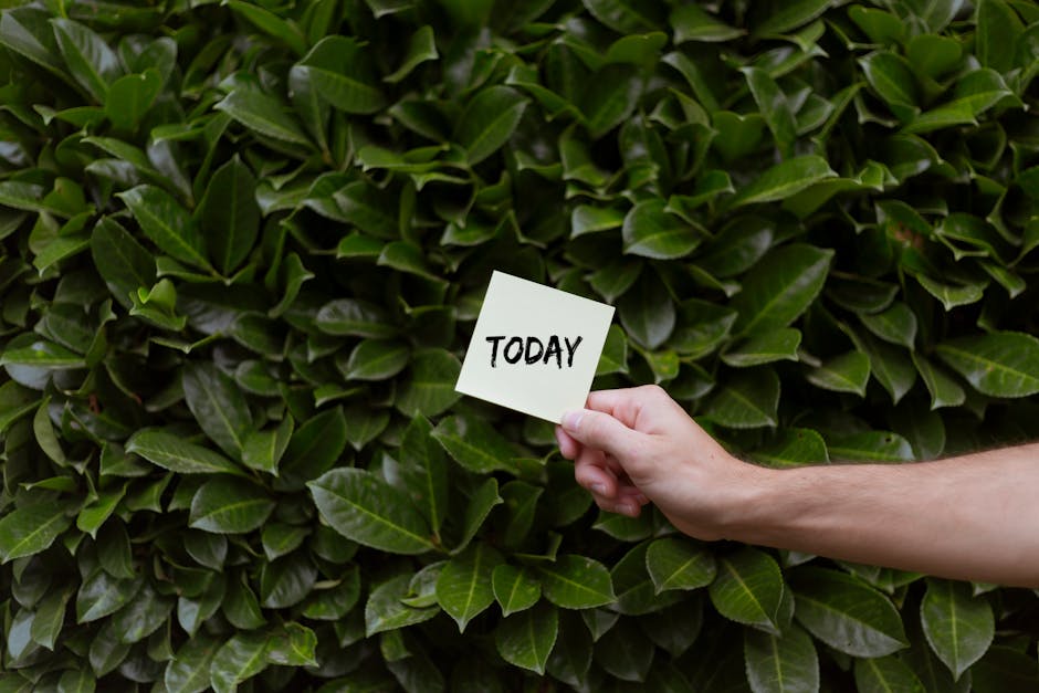 A close-up view of a dense, well-maintained garden hedge with glossy, dark green leaves, arranged in an orderly manner. A person's hand is visible, holding a small white card with the word 'TODAY' written in bold black letters, positioned in front of the foliage. The background shows a lush, vibrant garden setting with natural daylight illuminating the leaves, highlighting their textured surfaces and fresh appearance. The scene suggests garden planning or maintenance activity, fitting within landscaping or garden care themes, and is associated with services offered by Gardeners Sutton, as indicated by the webpage context.