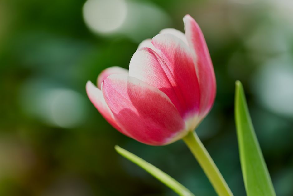 A close-up view of a pink and white tulip in full bloom, with delicate petals gently curved and showing subtle color gradations from white at the edges to pink at the center. The tulip is supported by a slender green stem, and its elongated leaves are visible nearby with smooth textures. The background features a softly blurred garden scene with lush green foliage, indicating a well-maintained outdoor space. The lighting highlights the vibrant colors and textures of the flower, suggesting a bright, sunny day. This image exemplifies the kind of floral detail and garden care that Gardeners Sutton provides in their landscaping and lawn care services, emphasizing their commitment to maintaining beautiful, vibrant gardens.